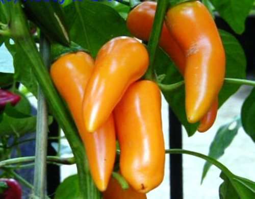 CHILLIES - BULGARIAN CARROT Chilli Seeds (10) - Heirloom