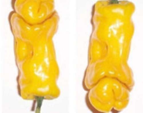 CHILLIES - NAUGHTY PETER PEPPER - CHILLY WILLY  Chilli Seeds (10)