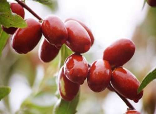 JUJUBE SEEDS - 10 SEEDS