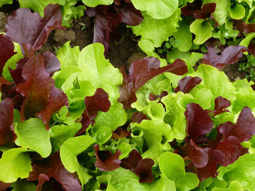MIXED LETTUCE PACK  - 30 SEEDS