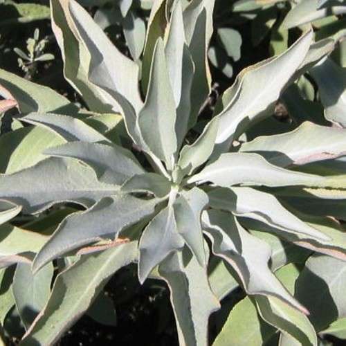 WHITE SAGE  (10 SEEDS)