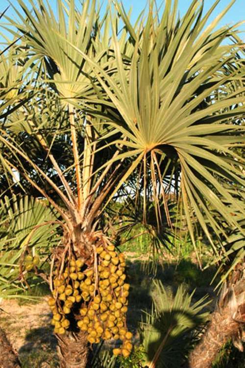 LALA PALM SEEDS (5 SEEDS)