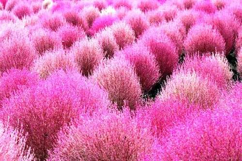 KOCHIA - BURNING BUSH - 10 seeds