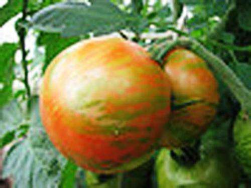TOMATOES - "TIGERELLA" BUMBLEBEE STRIPED TOMATO - 10 SEEDS
