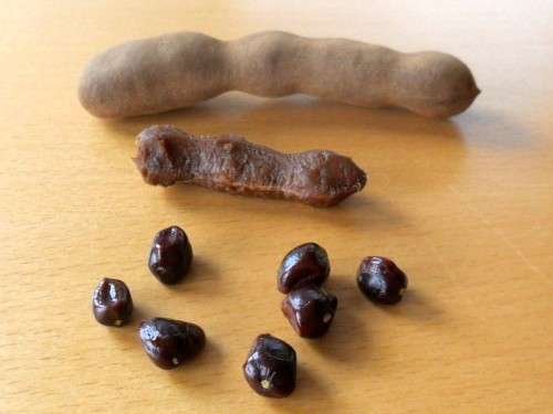 EXOTIC - TAMARIND SEEDS -  10 SEEDS