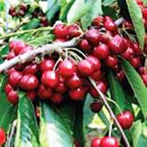 CHERRY SEEDS - 10 seeds  -  Prunus Avium
