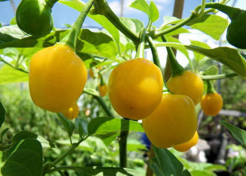 CHILLIES - QUINTISHO HOT YELLOW  (10)