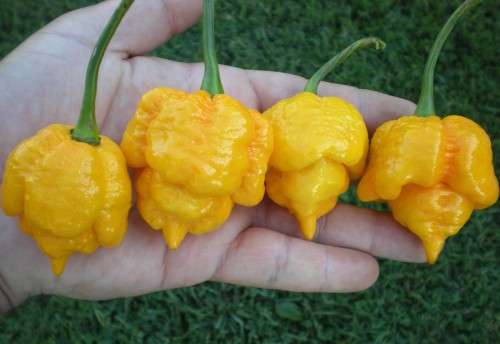 WORLD'S HOTTEST CHILLIES - TRINIDAD MORUGA SCORPION YELLOW - 10 SEEDS