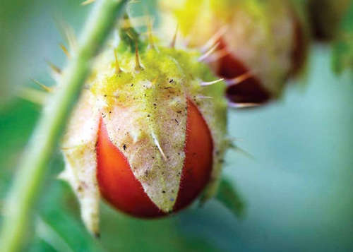 BERIES  - LITCHI TOMATO / MORELLE DE BALBIS
