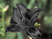 Mauritian Black Iris Seeds