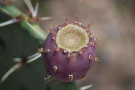 PRICKLY PEAR SEED KIT