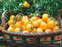 TOMATOES - GOLD NUGGET CHERRY TOMATOES SEED PACK