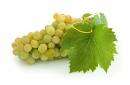 WHITE GRAPE SEED KIT
