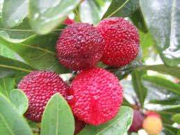 CHINESE STRAWBERRY SEED PACK