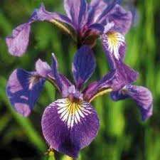 PURPLE IRIS SEEDS