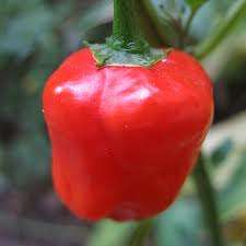 PEPPERDEW SEED PACK