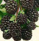 BLACKBERRY SEED PACK