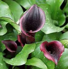 BLACK ARUM LILY SEEDS