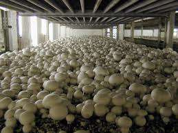 MUSHROOMS - WHITE BUTTON MUSHROOM SPORES