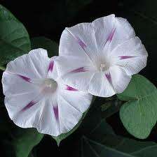 PSYCHOACTIVE  -  MORNING GLORY SEEDS - MILKY WAY
