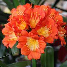 CLIVIA MINIATA SEEDS