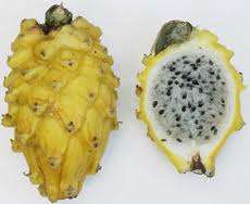 WEIRD FRUITS - YELLOW DRAGON FRUI T SEED KIT