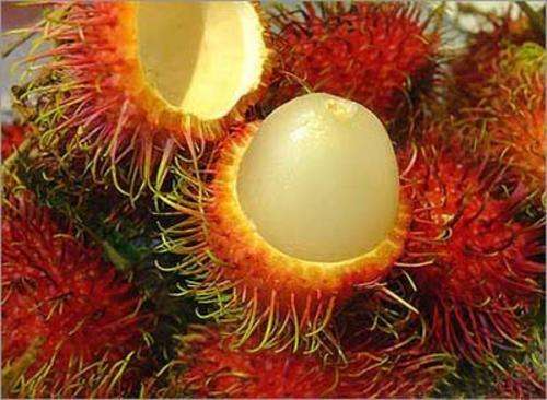 WEIRD FRUITS - RAMBUTAN SEED KIT
