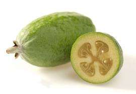 WEIRD FRUITS -  FEIJOA FRUIT SEED KIT