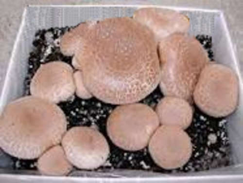 PORTOBELLINI MUSHROOM GROWING KIT
