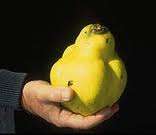 WEIRD FRUITS  -  QUINCE SEED KIT
