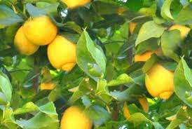 LEMON TREE SEED PACK (20 SEEDS)