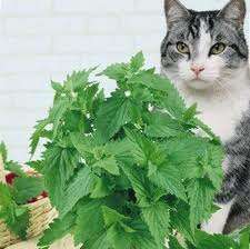 PSYCHOACTIVE - LEMON CATNIP SEEDS - HEIRLOOM (20 SEEDS)