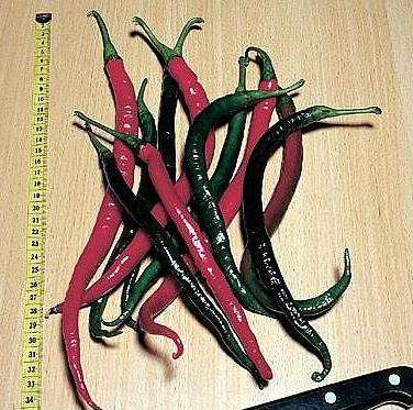 Pinocchio's Nose  Chilli Seed Pack