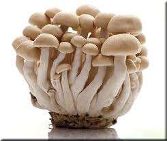 MUSHROOMS - SHIMEJI MUSHROOM KIT
