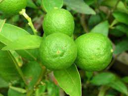 LIME TREE SEED KIT