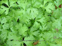 HERBS - CILANTRO SEEDS ( CORIANDER)