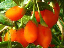 WEIRD FRUITS -  GOJI BERRY SEEDS