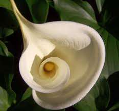 ZANTEDESCHIA  (WHITE ARUM)  LILY FLOWER SEEDS