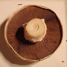 MUSHROOMS - BROWN MUSHROOM GROWING KIT