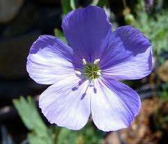 FLOWERS - LINSEED FLOWERS -  20 SEEDS