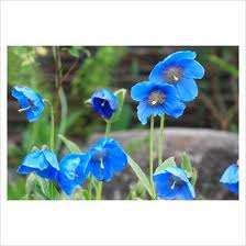BLUE POPPY SEEDS