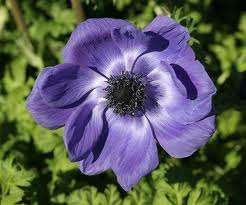 PUPLE POPPY SEEDS