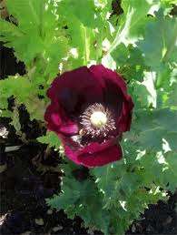 BURGUNDY POPPY SEEDS