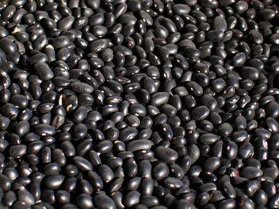 HEIRLOOM VEGETABLE SEEDS - TURTLE  BEAN SEED PACK