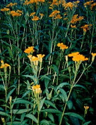HERBS -TARRAGON SEED PACK
