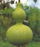 WEIRD PLANTS  - CALABASH SEEDS