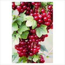 BERRY VARIETIES   -  REDCURRANT BERRY SEEDS