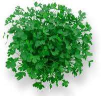 HERBS - ROCK SELINON SEEDS  - HEIRLOOM - PSYCHOACTIVE