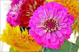 FLOWERS SEEDS - ZINNIA SEEDS (MIXED SEED PACK)