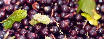 SUNBERRY SEED KIT
